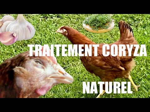 Coryza de la Poule, Traitement Naturel 