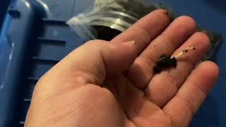 How to germinate palm seeds