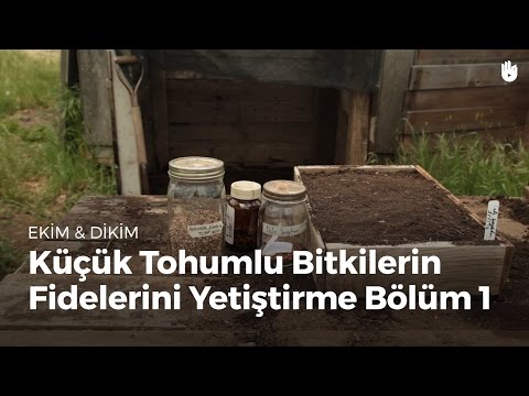 Video: Berry Bitkileri Dikmek. Bölüm 1