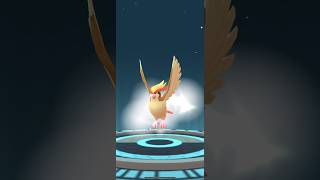 [Pokemon GO] Full Evolution Line of Purified Pidgey into Pidgeot #tiktokeffects #pidgey #pidgeot