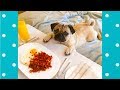 Funny Sleeping Dogs Reaction When Smell Food | Funny Pets Video