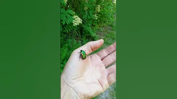 Жук Бронзовка.