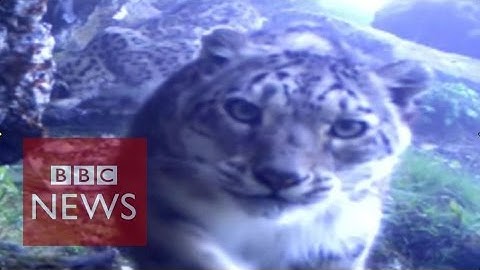 Rare snow leopard footage released - BBC News