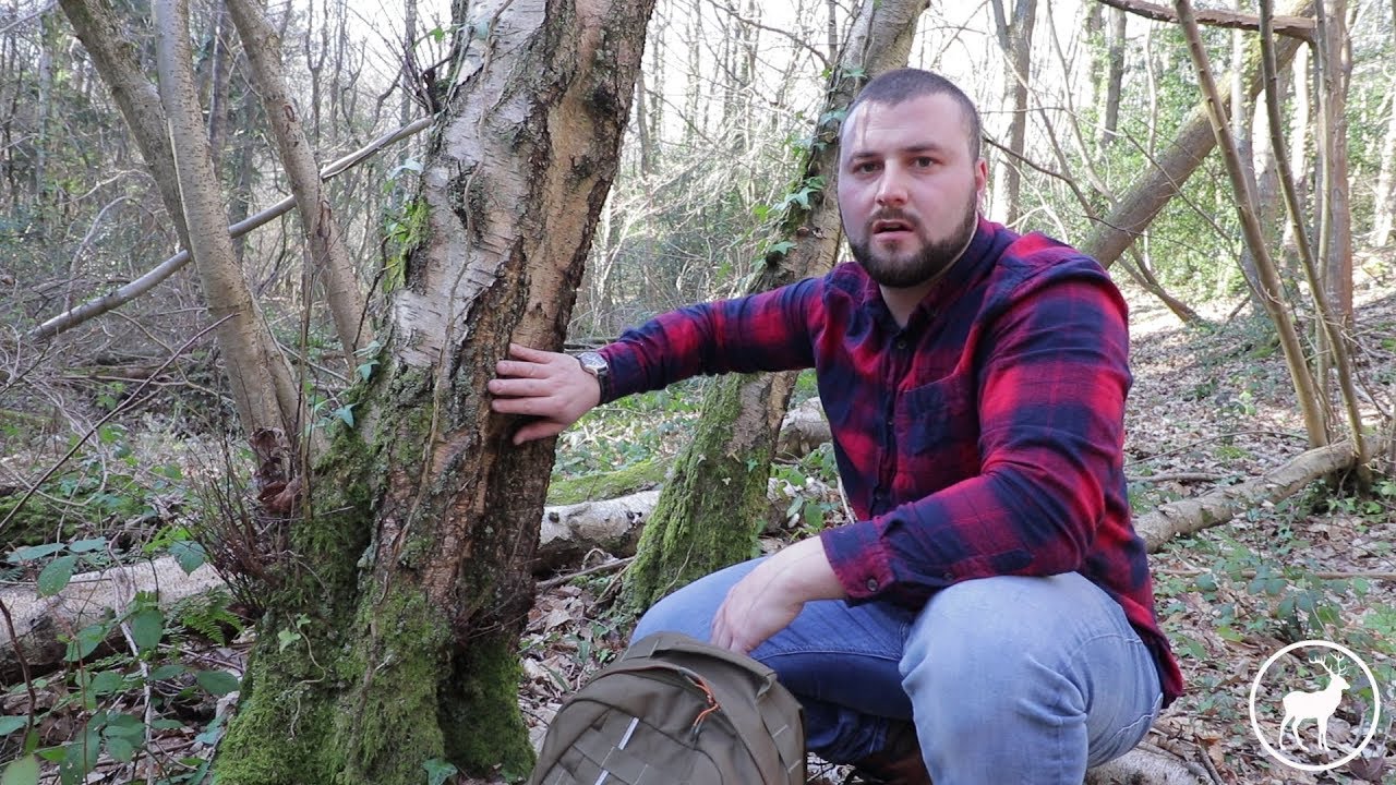 Tapping Birch in the spring