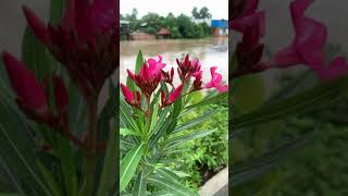 [4k],Landscape, Stung Prek Tnaot, water, is, very, high ,Cambodia 2021,Shorts