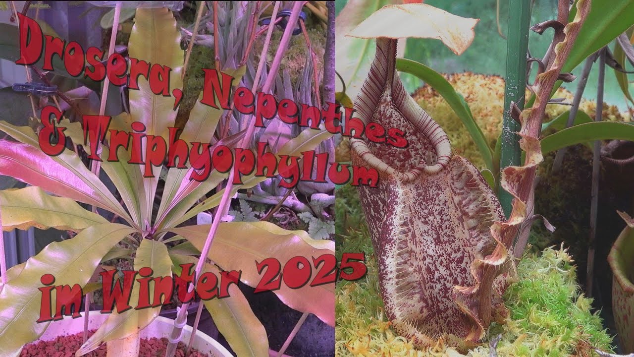 Drosera, Nepenthes & Triphyophyllum im Winter 2025