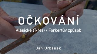 OČKOVÁNÍ – klasické (Třez) / Forkertův způsob