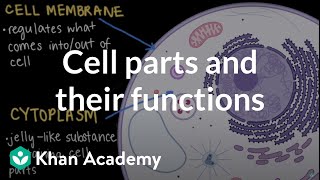 Cell parts and their functions | Cells and organisms | Middle school biology | Khan Academy