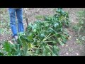 The Garden. Last Update of 2013. Giant Sugarbeets. Giant Carrots. Popcorn and Sunflowers. Goats..