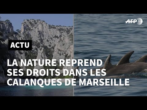 Covid-19 en France: dans les Calanques de Marseille, la nature reprend ses droits | AFP Covid-19 en France: dans les Calanques de Marseille, la nature reprend ses droits | AFP
