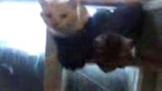 Коты атакуют. Смешное Видео про котов. Cats attack. Funny video about cats. Коты атакуют. Смешное Видео про котов. Cats attack. Funny video about cats.