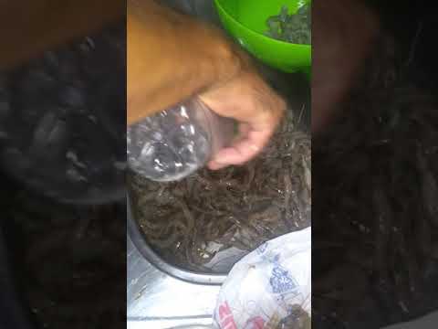 Vídeo: 3 maneiras de descascar a pele e remover as veias do camarão
