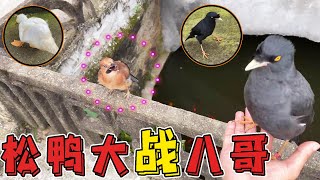 Mynah and Mynah met the Song Duck released by Brother Niao, and the two started the first battle.