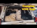 CAMPING with dogs/ Поездка с двумя собаками на природу.