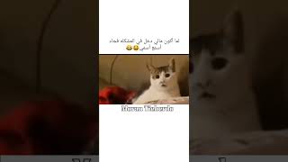 مضحك لما أكون مالي دخل في المشكله فجاء أسمع أسمي ??shorts