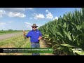 Yellowing Corn Leaves: Causes and Management Tips