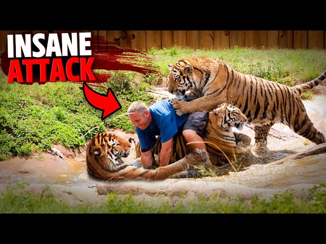 This Man SNEAKS Into Tiger's Den And Gets FATALLY Mauled By 3 Tigers! class=