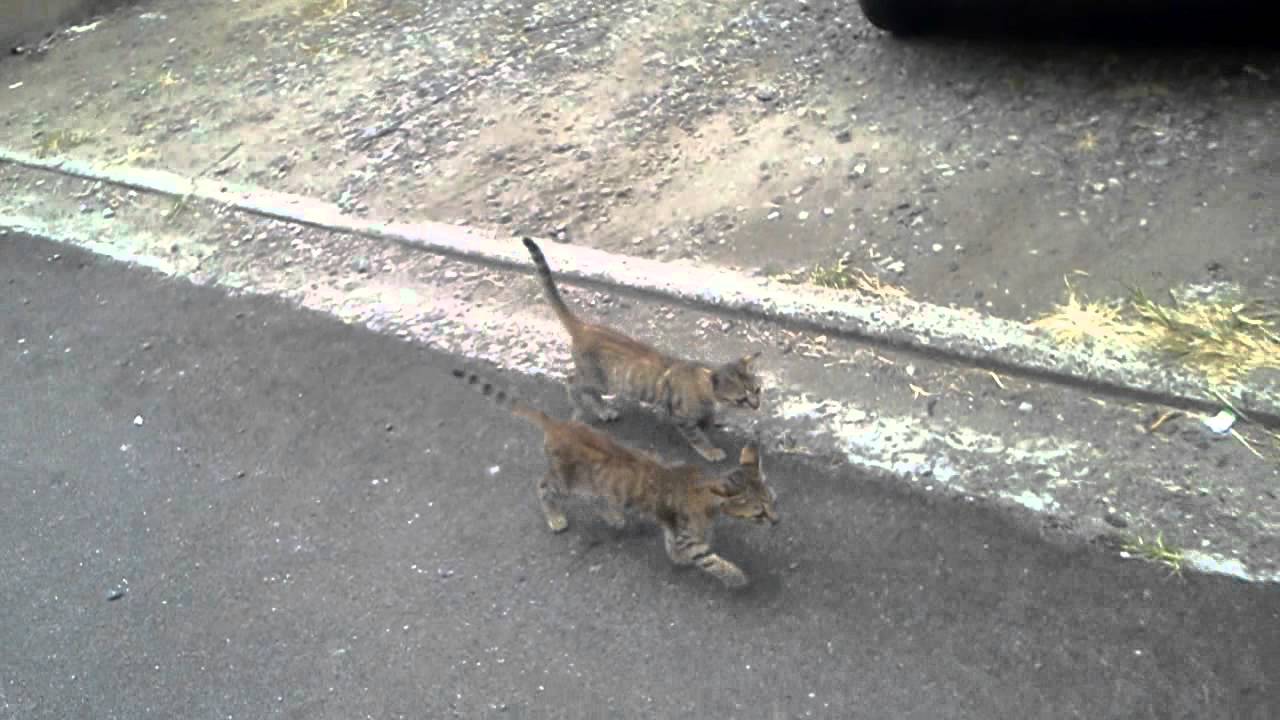 #10 カズピノとお散歩