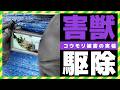 【害鳥駆除】新築に住み着いたコウモリの追い出し、鳴き声と糞に悩んでる　斜面に家が立っていて脚立使えないので足場も組んで作業します。