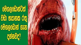 මෙගලඩොන්ට වඩා අති භයානක රතු මෙගලඩොන් මෝරා ගැන දන්නවද? | Why RED Megalodon The Most Dangerous Shark?