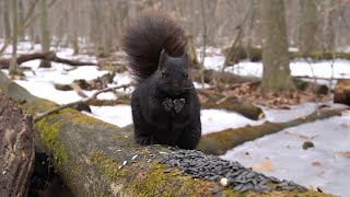 Black Squirrels and Animals in the Forest - 10 Hours - Mar 28, 2023