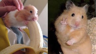 Zkuste se nesmát - kompilace Funny Hamsters 2020 - Videa se vtipnými zvířaty