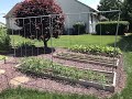 Easy Tomato Trellis Set up