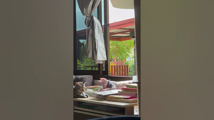 Video 7056311: baby cat tiger sphynx, sphynx cat playing, sphynx cat cute