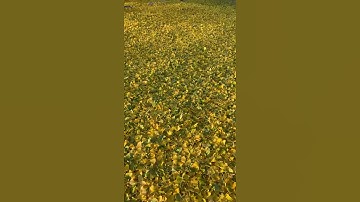 Ginkgo Leaves Falling at Crown Hill