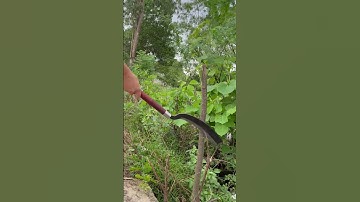 Tôi làm con rựa phát rẫy bằng thép chốt xích xe tăng chặt cây như chặt chuối vậy