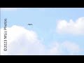 E22 soaring and a hawk