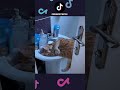 НОВЫЕ ПРИКОЛЫ с котами 2025 😅 Смешные коты, Смешные видео #shorts #смешныекоты #смешныеживотные