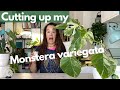 Monstera Variegata Propagation - Perlite? | Plant with Roos