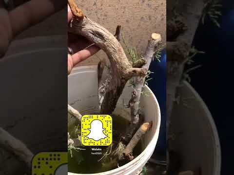 تعقيل السدر والاثل المائي