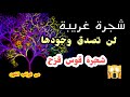 غرائب الكون ا شجرة قوس قزح ا معلومة سريعة 