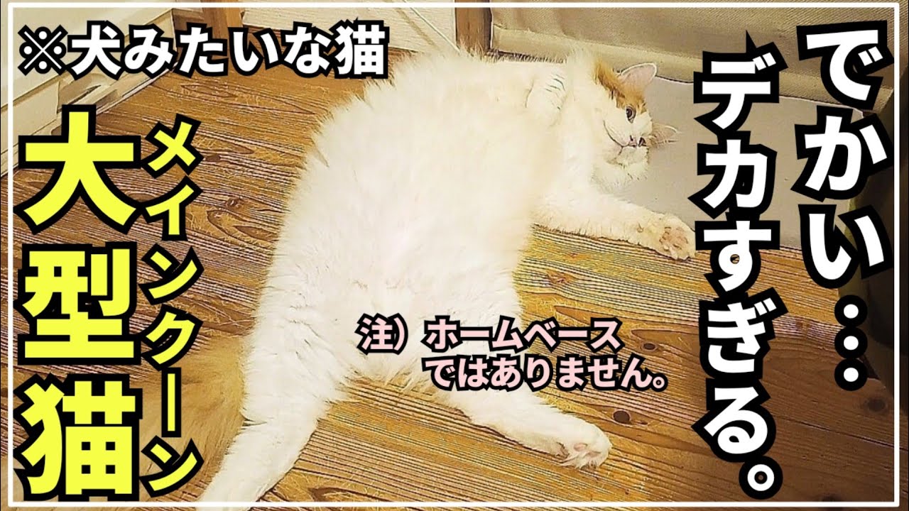 犬みたいにでかい！でも最高に可愛い大型猫メインクーン - YouTube