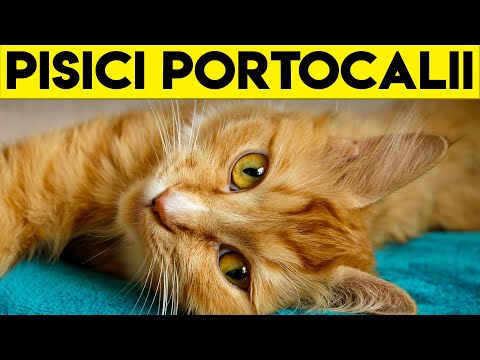 Video: Buline Portocalii