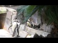 江戸川区自然動物園　蝶を追いかけるペンギン達 の動画、YouTube動画。