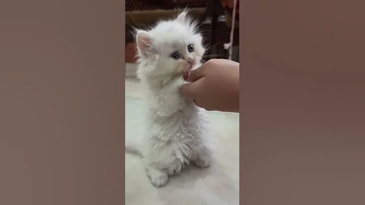 😺 Happiness of Every Cat Lover ❤️ #Shorts #Cats