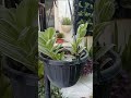 Wandering Jew