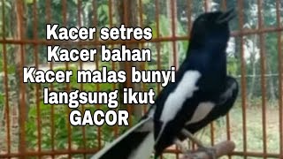 Download lagu TERAPI KACER SUSAH BUNYI CEPAT GACOR... mp3
