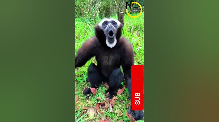 Unbelivable.. Real Sound of the Male Gibbon Monkey