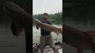 50" Musky caught on River2Sea Whopper Plopper 110