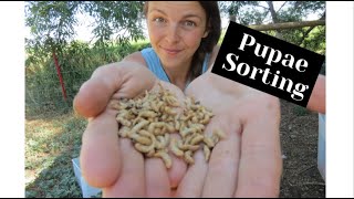 HOW TO SORT PUPAE FROM MEALWORMS | MEALWORM FARMING