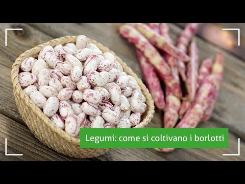 Video: Cranberry Bean Care - Suggerimenti per la coltivazione di fagioli di mirtillo rosso