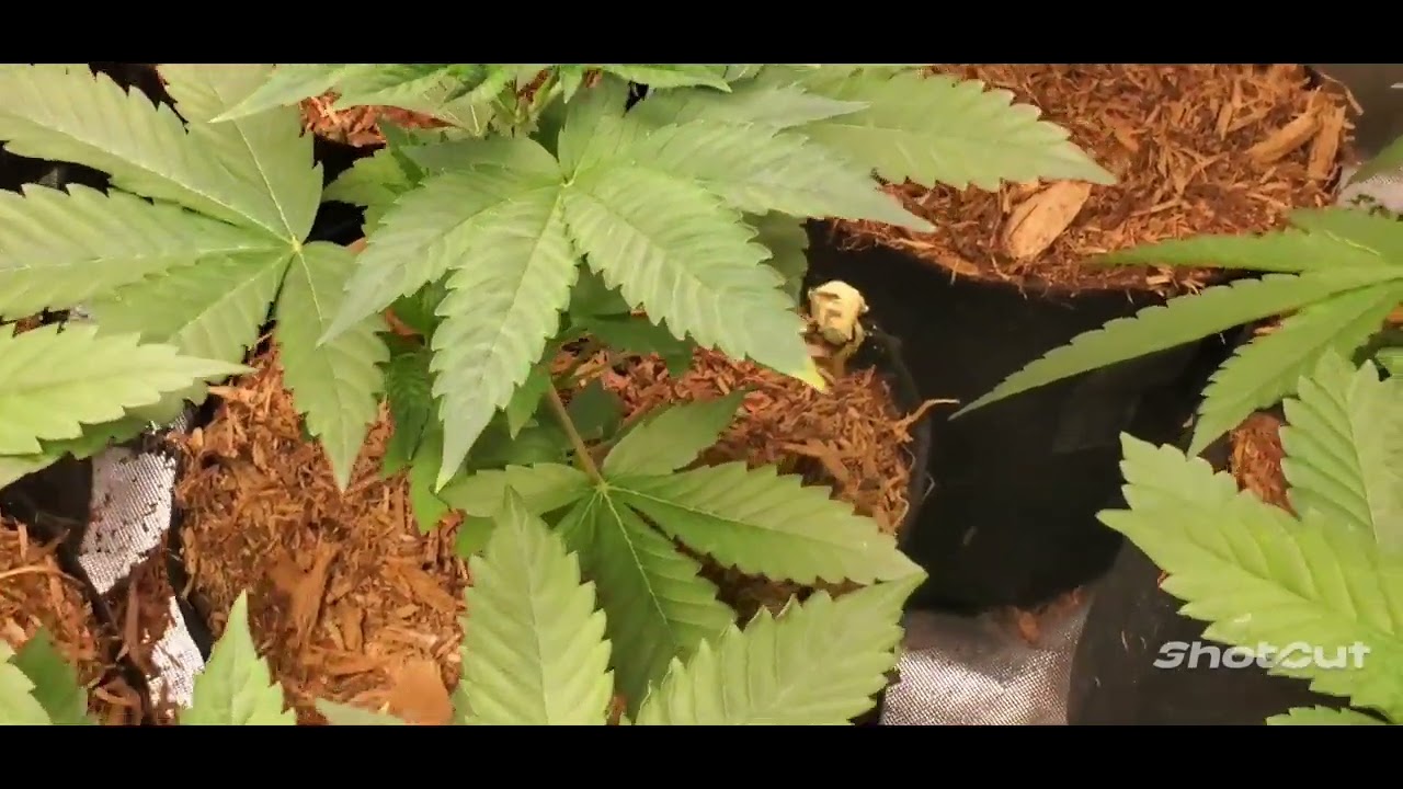 Exotic genetix, Thug Pug and Humbolt grow 2023 by NASA GENETICS 4×4 tent spider farmer 1000.