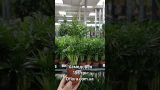 хамедорея #houseplants #indoorgarden #рослини #доглядзарослинами #кімнатнірослини