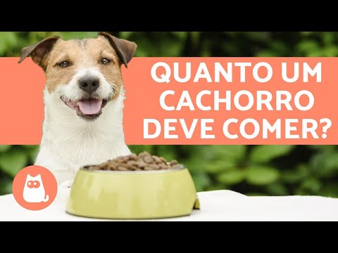 Vídeo: Como Alimentar Um Cachorrinho