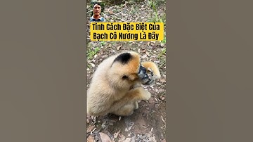 Tính Cách Đặc Biệt Của Bạch Cô Nương Khiến Hắc Công Tử Mê Mẩn #hắccôngtử #độngvậthoangdã