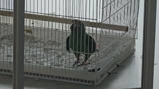 20250505 썬코뉴어 울음소리 따라하는 쟈딘앵무 Jardine's Parrot imitating the …